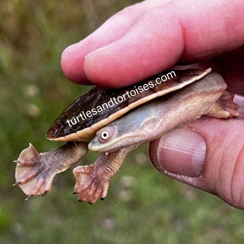 Kimberley Long Neck Turtle (Chelodina Walloyarrina) CB 2021 Side ...