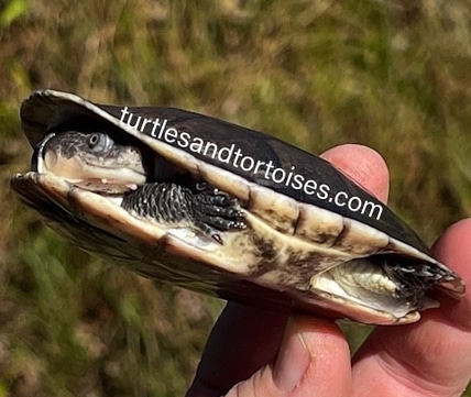 New Guinea Side Neck Turtle (Elseya Novaeguineae) CB 2023 Side & Snake ...