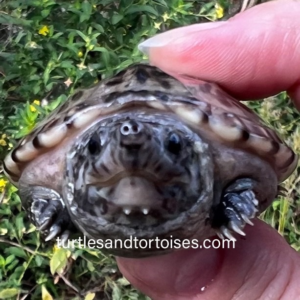 Mexican Giant Musk Turtles (Staurotypus Triporcatus) CB 2023 Mud & Musk