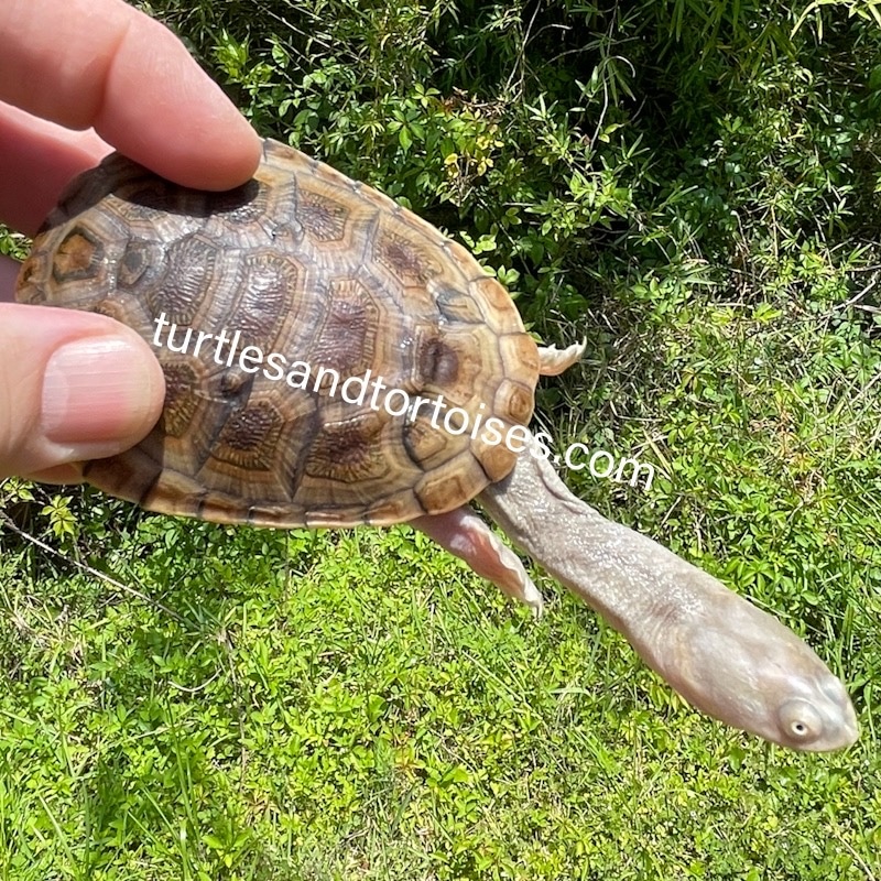 Kimberley Long Neck Turtle (Chelodina Walloyarrina) CB 2021 Side ...