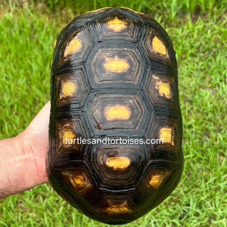 Northern Red Foot Tortoises (Chelonoidis Carbonarius) LTC