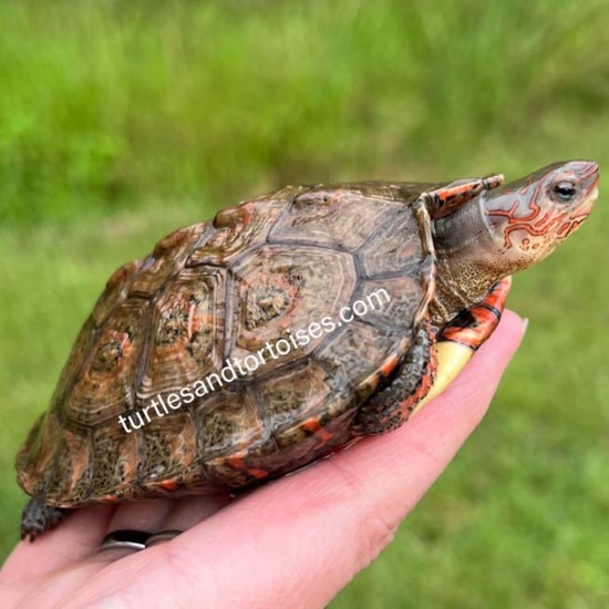 central-american-wood-turtles-rhinoclemmys-p-incisa-cb-2024-by