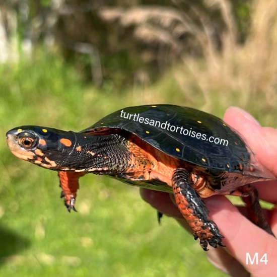 Spotted Turtles Clemmys Guttata CB 2017 Males PLEASE CHECK YOUR spotted-turtles-clemmys-guttata-cb-2017-males-please-check-your