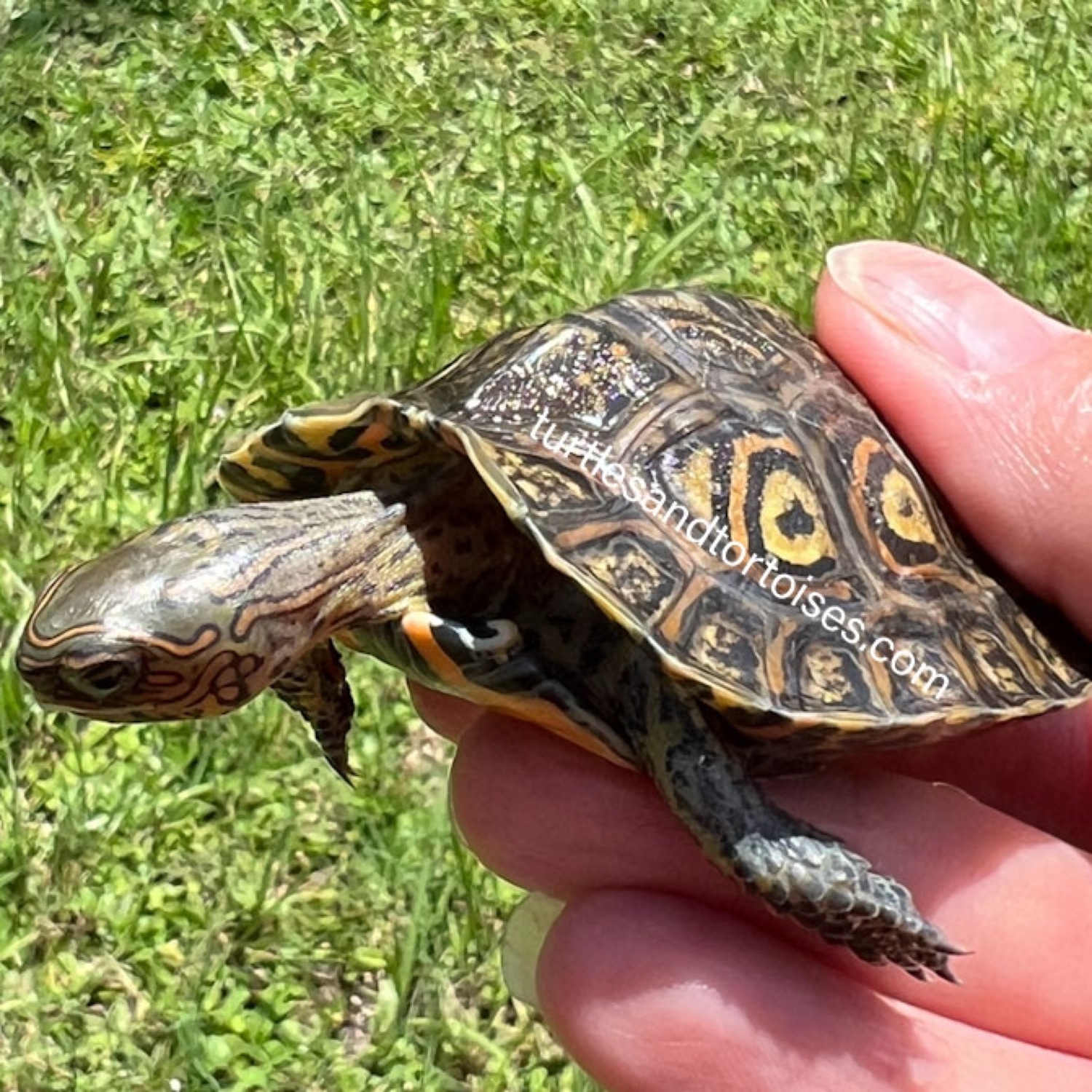 TURTLES AND TORTOISES INC.