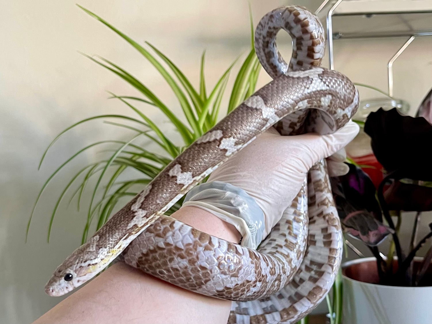 Phantom Adult Male Corn Snake by Twisted Baws Corns - MorphMarket