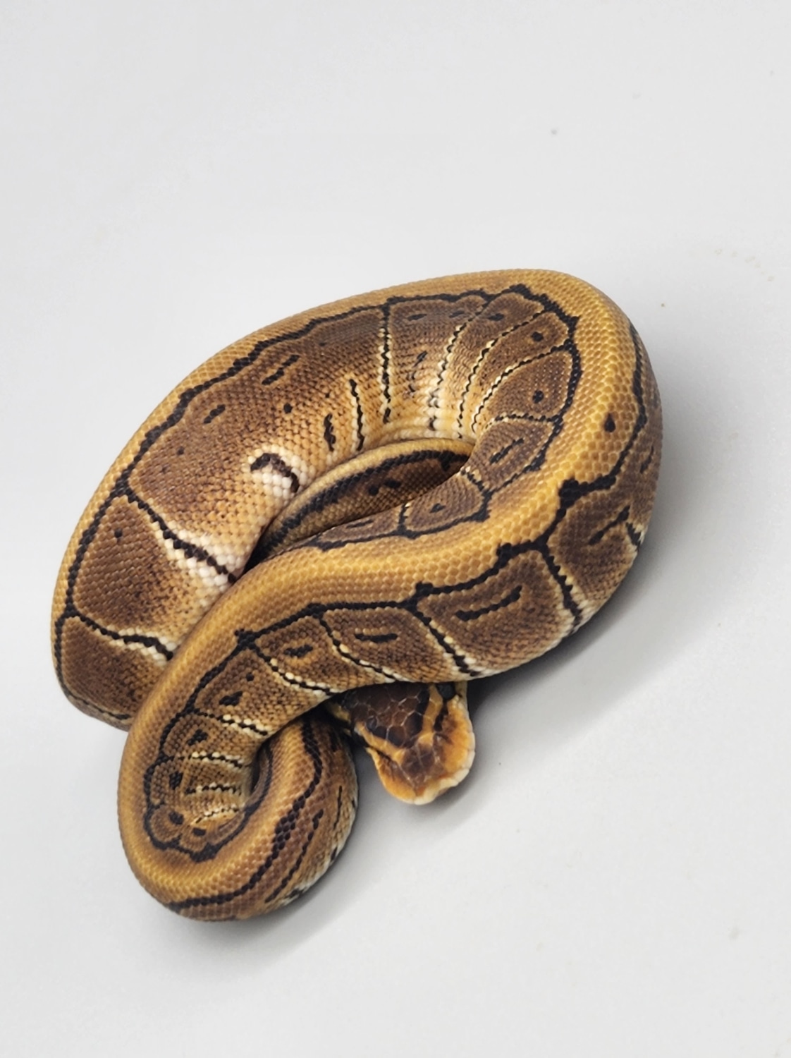Pinstripe Ball Python by Twisted Brothers Exotics - MorphMarket