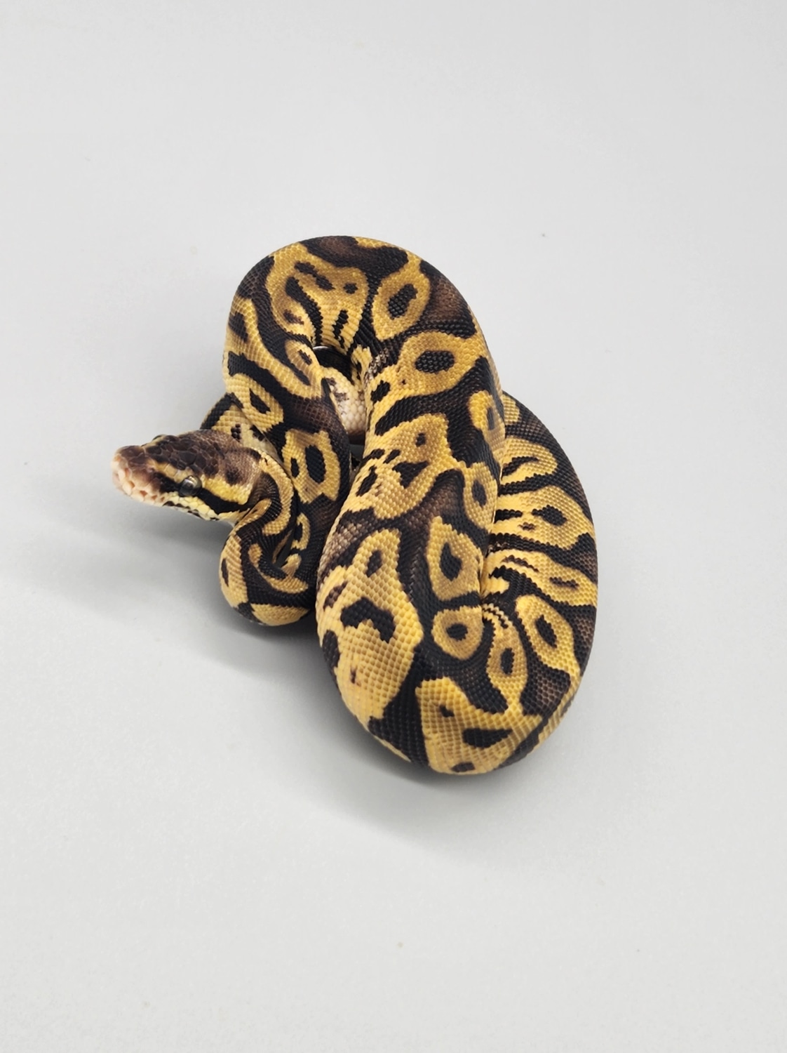 Pastel Leopard Ball Python by Twisted Brothers Exotics - MorphMarket