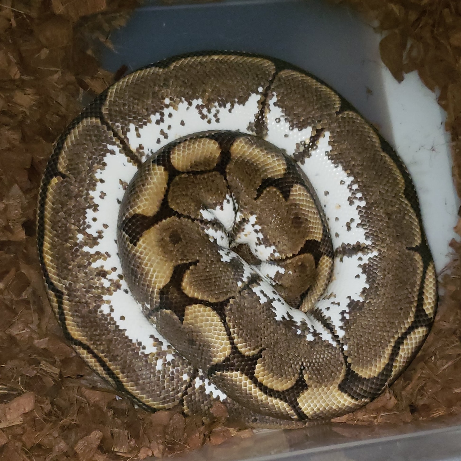 Calico Garden Fase Python Spider Calico Ball Python by Twisted Reptilez - MorphMarket