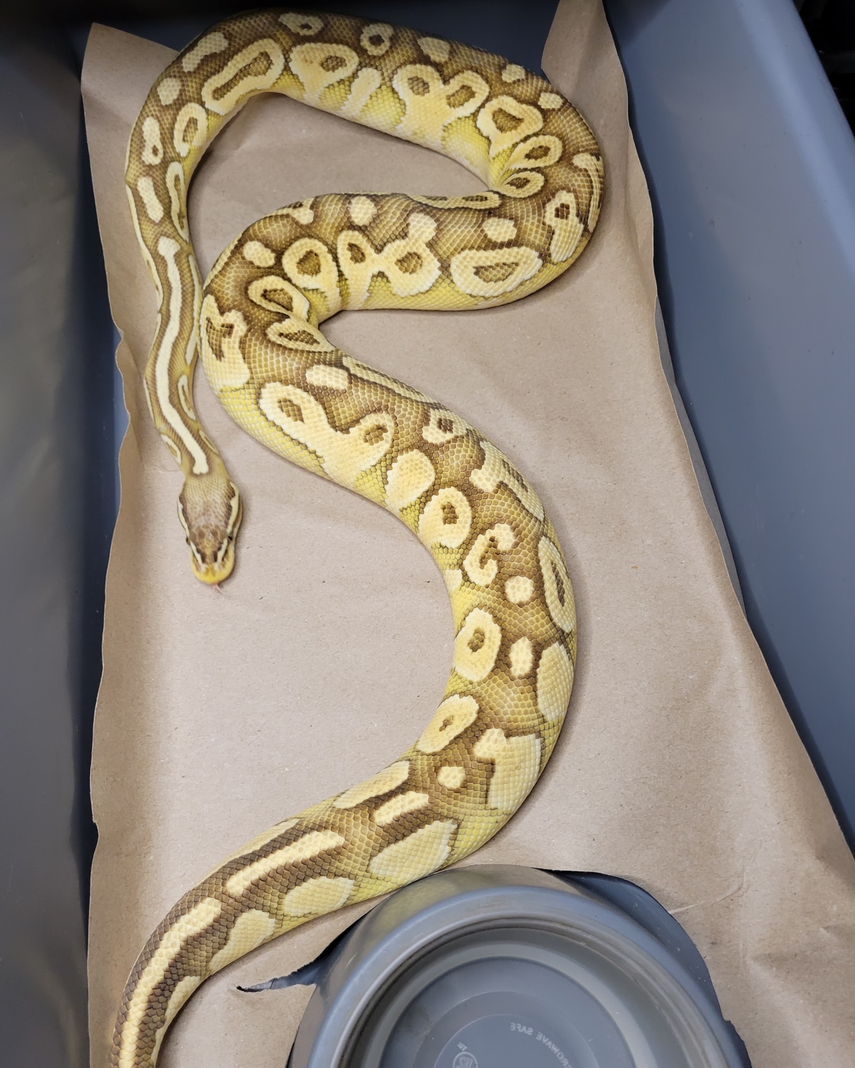 Pastel Lesser YB HRA Ball Python by Twisted Reptilez MorphMarket