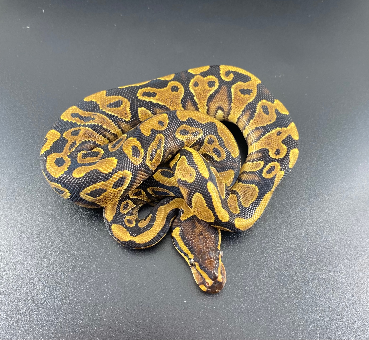 YB/Specter Ball Python by Twisted Tails - Quality Ball Pythons ...