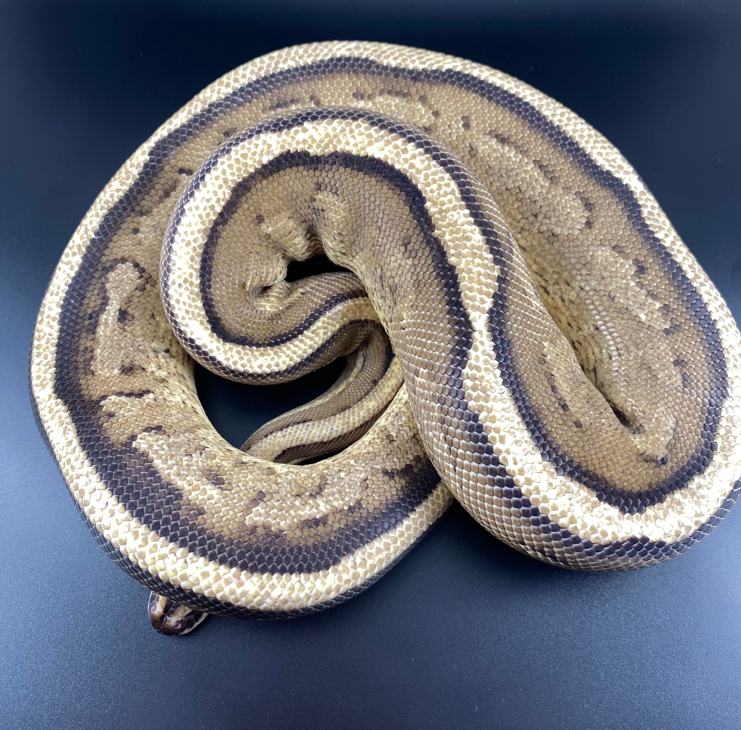 Super Stripe Stud Ball Python by Twisted Tails - Quality Ball Pythons ...