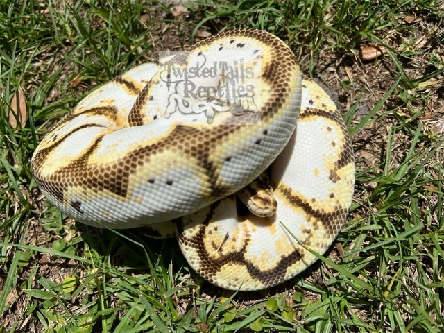 Calibee -Proven Breeder- Ball Python by Twisted Tails Reptiles ...
