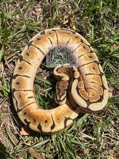 Phantom Spider Special Ball Python by Twisted Tails Reptiles - MorphMarket