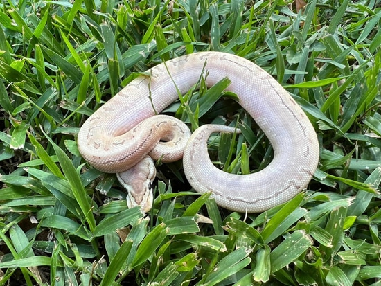 Bamboo Super Xtreme Gene Pinstripe Ball Python by Twisted Tails Reptiles