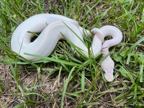 Bamboo Mocha Ball Python by Twisted Tails Reptiles