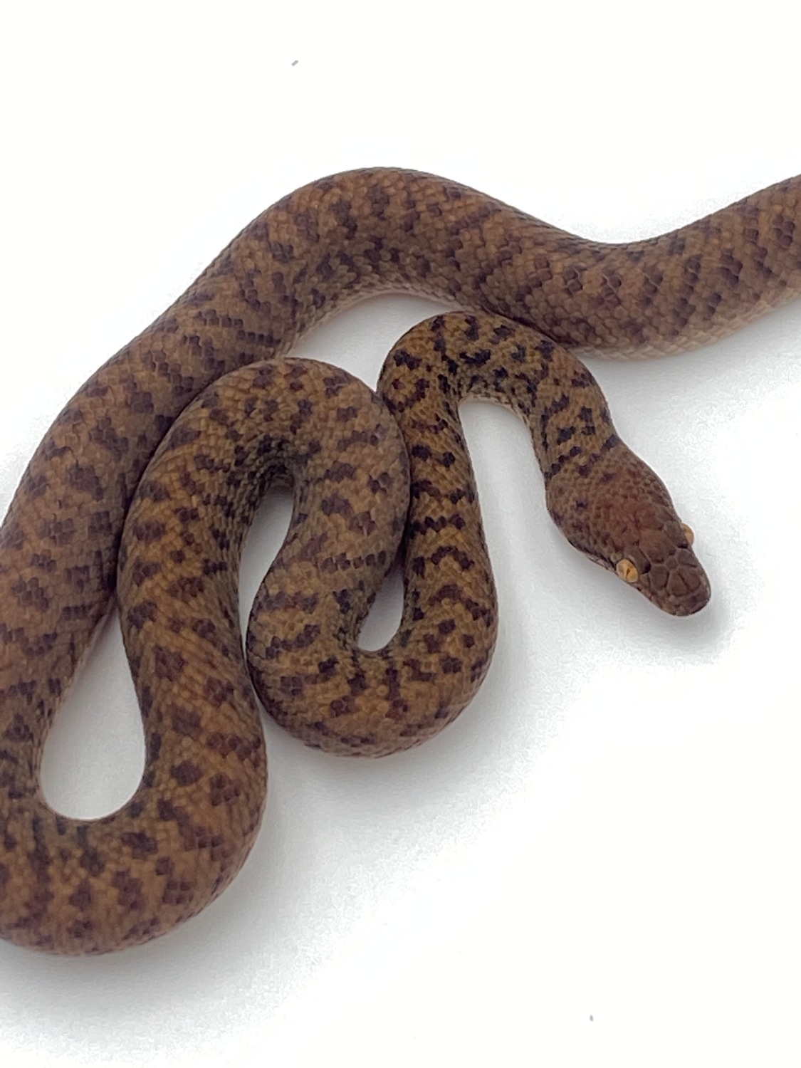 Pygmy Python by Travis Whisler Reptiles - MorphMarket