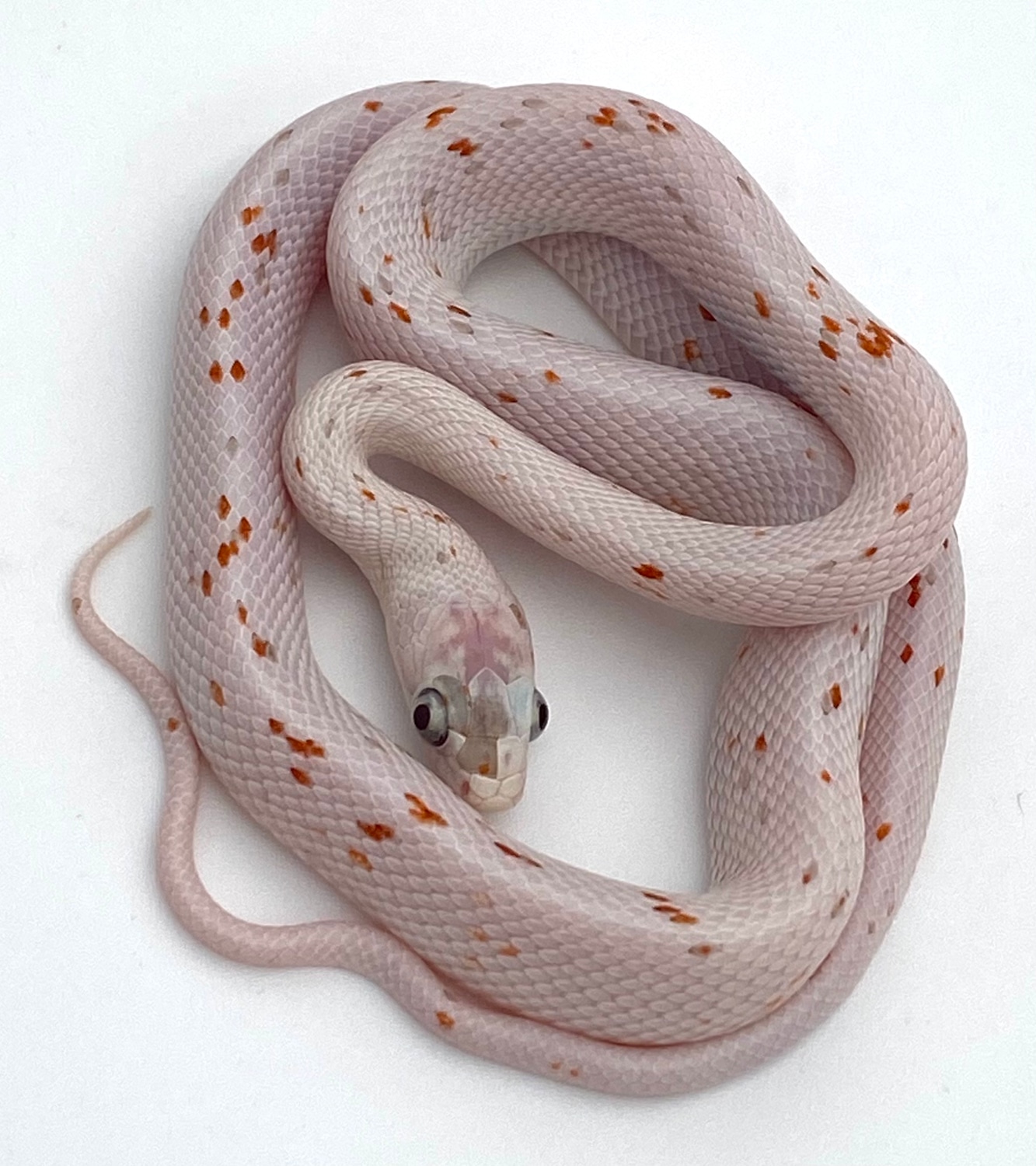 Palmetto Corn Snake by Travis Whisler Reptiles MorphMarket