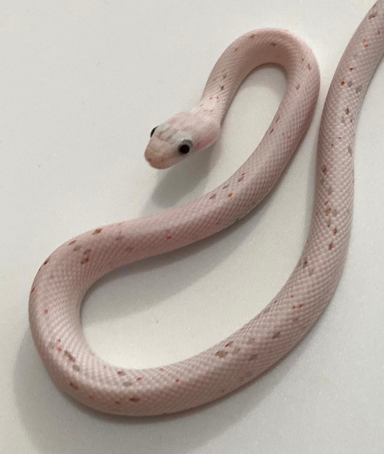 Palmetto Corn Snake by Travis Whisler Reptiles MorphMarket
