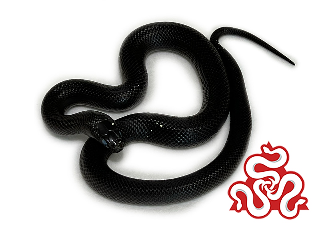 Mexican Black Kingsnake by Travis Whisler Reptiles MorphMarket