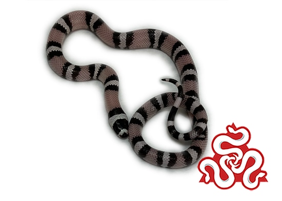 Anerythristic Milk Snake Breeding Reference: Anerythristic Honduran Milk Snake By Travis Whisler Reptiles