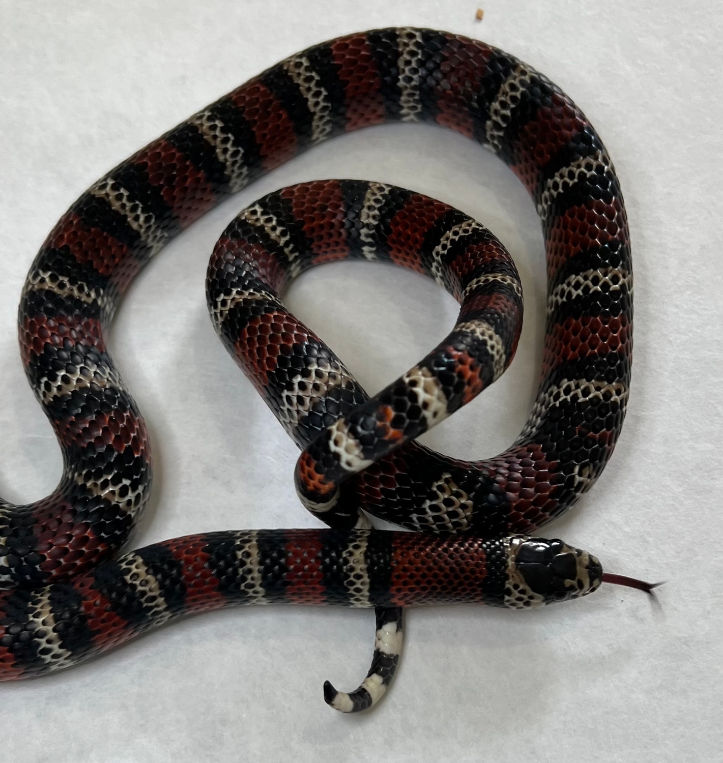 Andean Milk Snake by Travis Whisler Reptiles MorphMarket