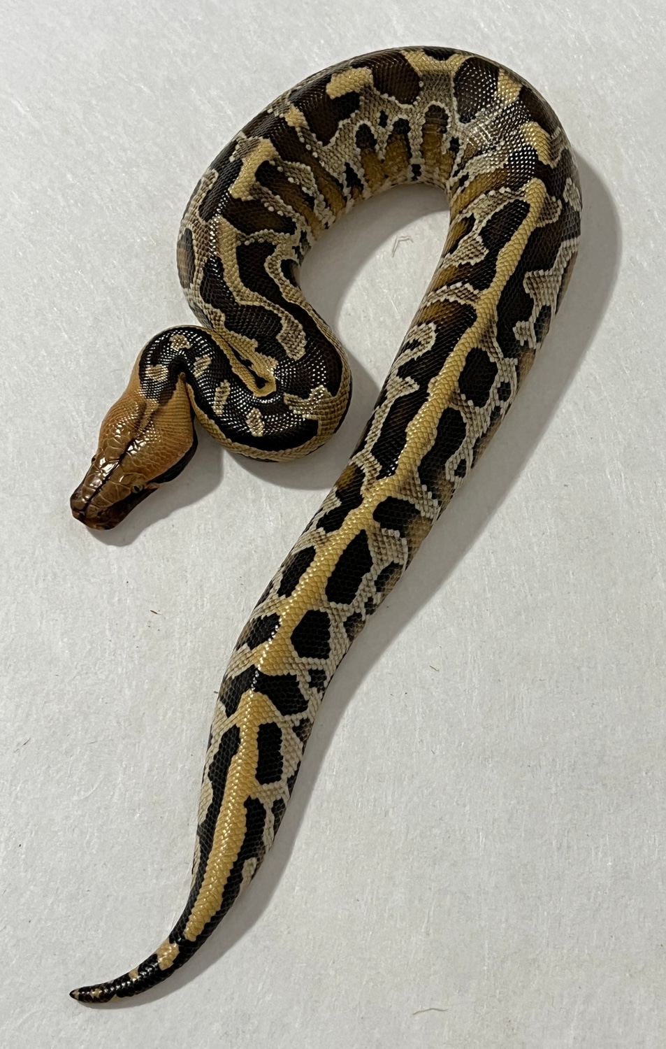 Borneo Short-tailed Python by Travis Whisler Reptiles - MorphMarket