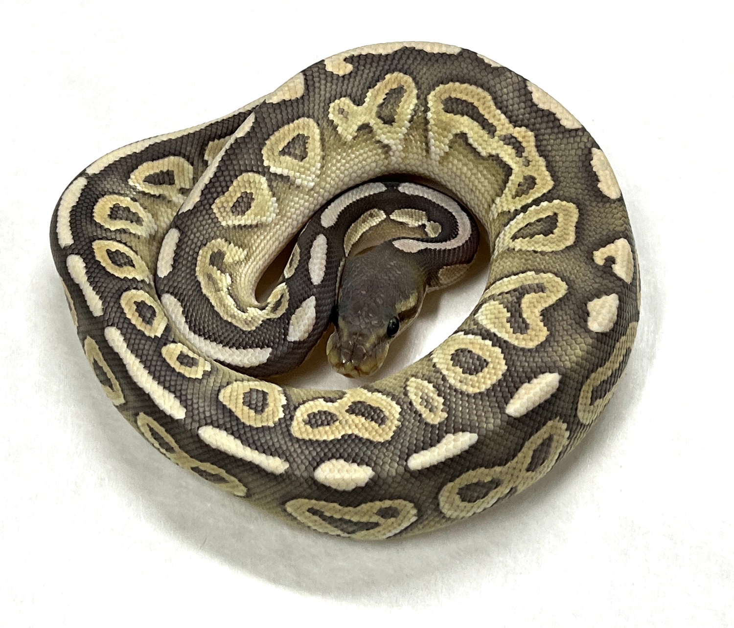 Hypo Cinnamon Mojave Ball Python by Travis Whisler Reptiles - MorphMarket
