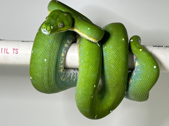Designer Green Tree Python by Travis Whisler Reptiles