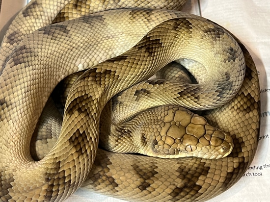 Halmahera Scrub Pair Scrub Python by Travis Whisler Reptiles