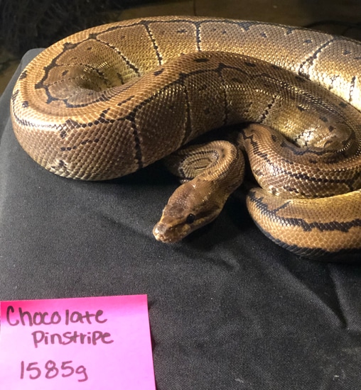 Chocolate Pinstripe Ball Python by Blair’s Balls