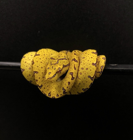 USCBB Melanistic Designer Green Tree Python by Texas Chondros - MorphMarket