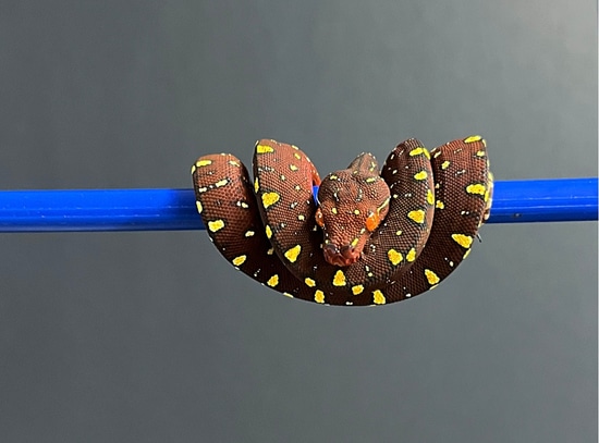 Cicada's Cry :: Haiku of Japan #102 — Steemit