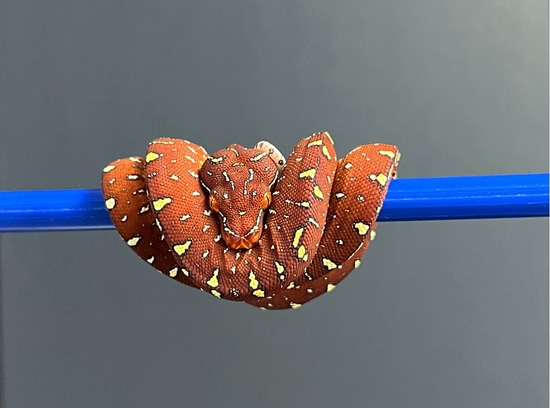 2023 Calico Line GTP #5 Green Tree Python by Texas Chondros