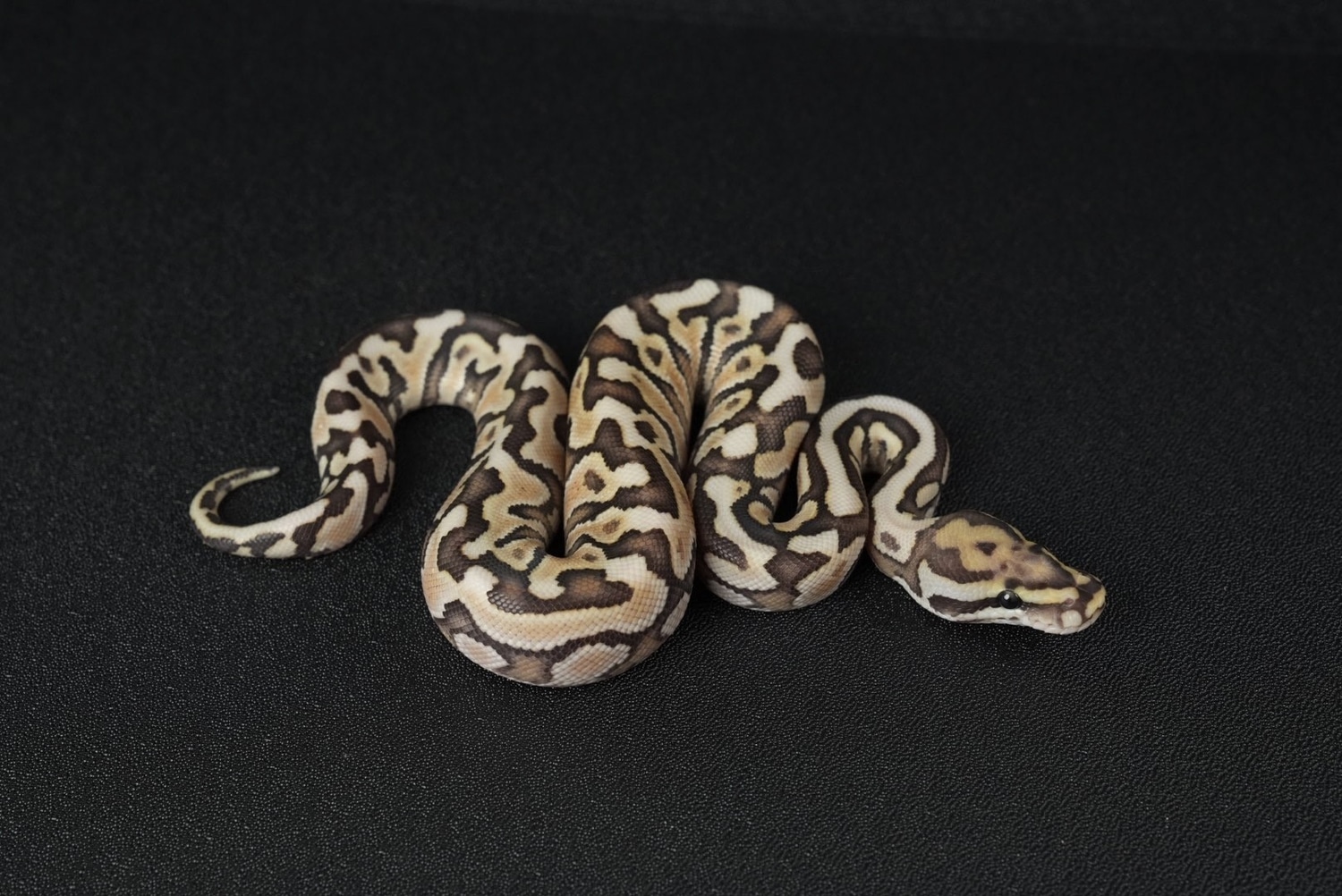 Spotnose Lesser Fire/Vanilla Het Clown **Crazy Pattern** Ball Python by ...