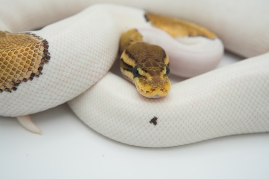 Trophies Python Mahogany Cinnamon Orange Dream Pied Het Lavender Ball Python by Trophy ...