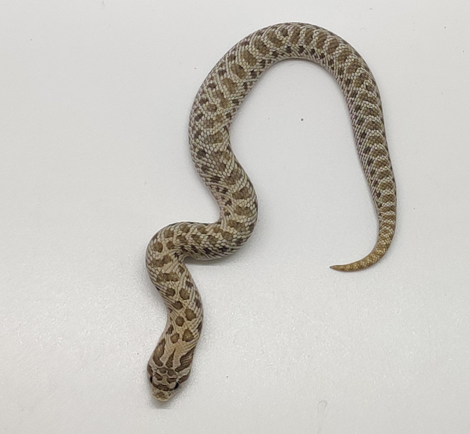 frosted-66-het-permafrost-sable-western-hognose-by-dynamic-hogs