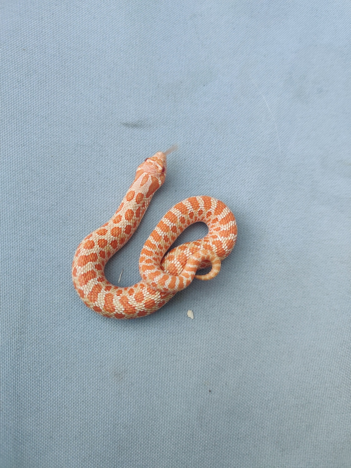 Albino 100 Het Coral (Lavender) Western Hognose by Dynamic Hogs
