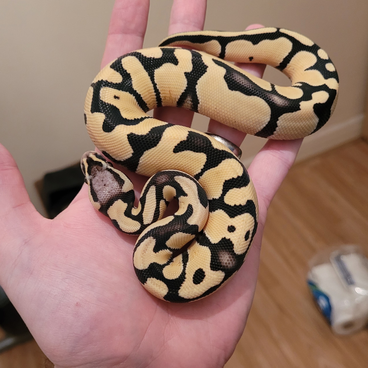 Pastel Desert Ghost Ball Python by Tyron Brown's Reptiles - MorphMarket