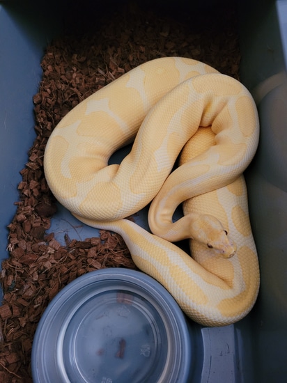 Lavender Albino 66% Het Pied (Ringer) Ball Python by Tyron Brown's Reptiles