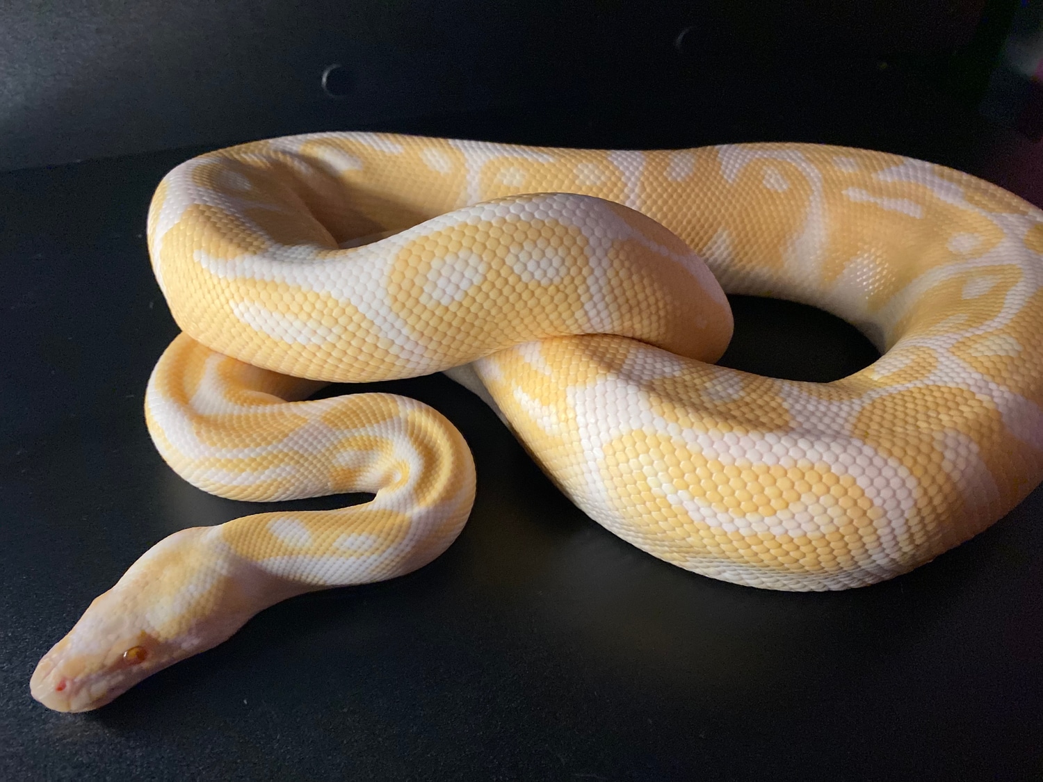 Albino Proven Breeder Male Ball Python by HissFits Reptiles MorphMarket