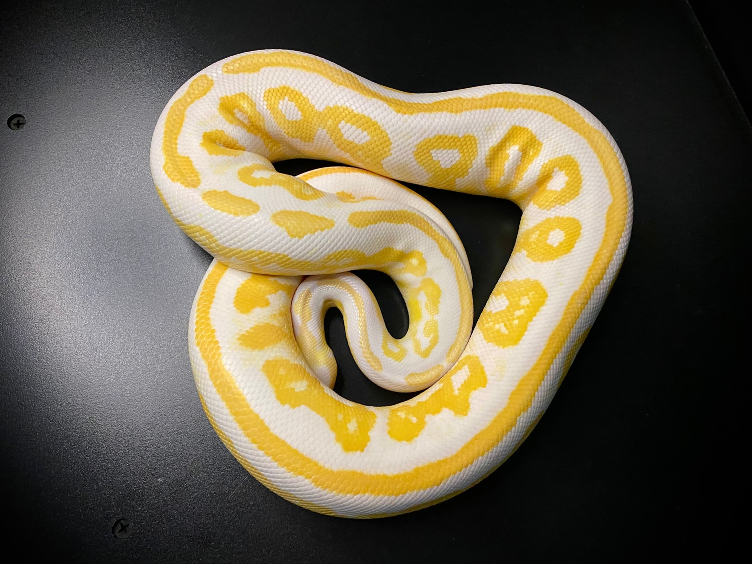 Black Pastel Albino Het Pied *FREE SHIPPING* Ball Python by HissFits ...