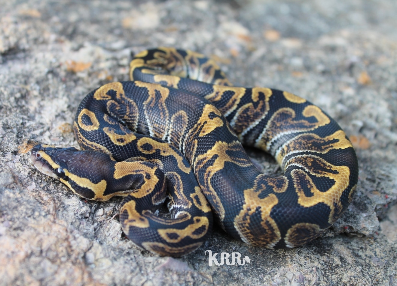 GHI Het Clown Ball Python by Kentucky Redneck Reptiles - MorphMarket