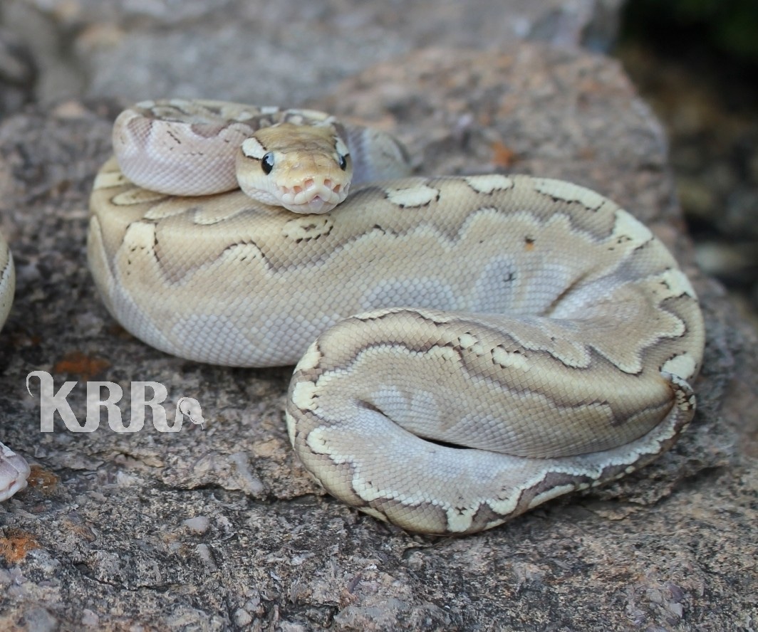 Bamboo Het Clown Ball Python by Kentucky Redneck Reptiles - MorphMarket