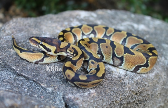 Enchi Het Hypo Het Monarch Ball Python by Kentucky Redneck Reptiles