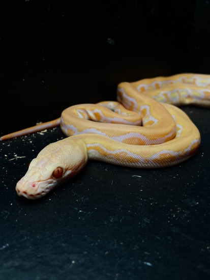 Lavender Tiger Reticulated Python by Primitive Presence