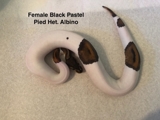 Black Pastel Pied Het. Albino Ball Python by Quail Canyon Reptiles