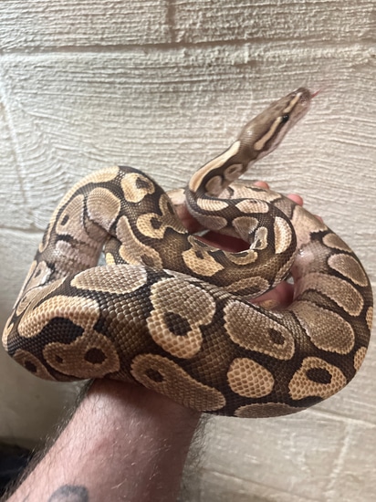 Butter Ball Python by Fisher pythons