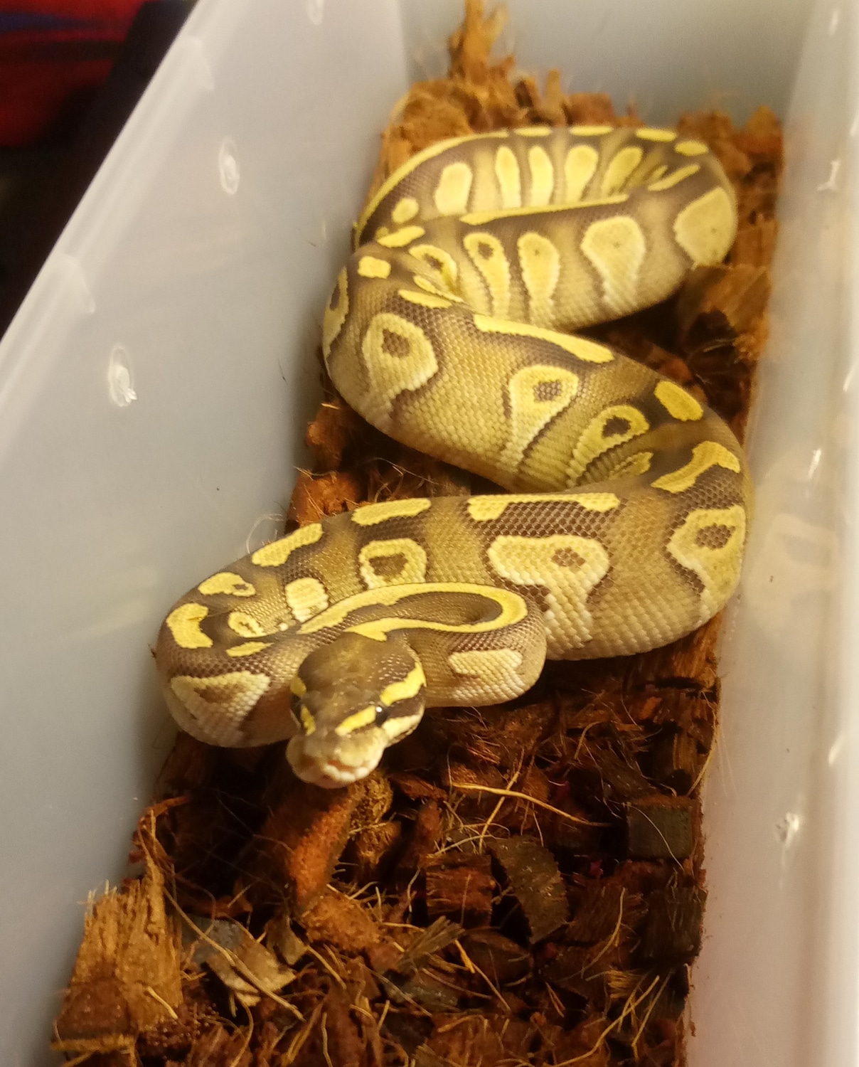 Fire Mojave Ball Python by MobTown Reptiles - MorphMarket