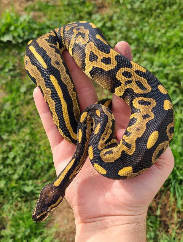 Phantom Leopard Goblin Ball Python by MobTown Reptiles - MorphMarket