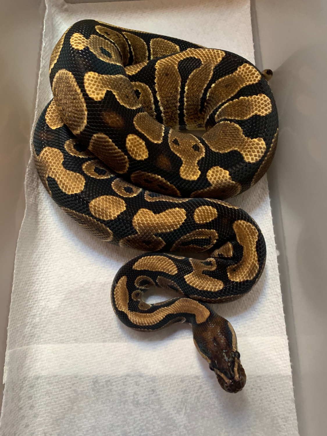 100 Het Dg Shipped Ball Python by MobTown Reptiles MorphMarket